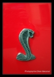 Ford Mustang Shelby.DNG